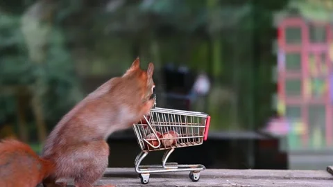 Feeding a red squirrel. Stock Footage 256602368