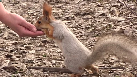 Feeding a red squirrel by hand Stock Footage 306516273
