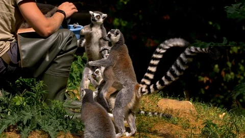 Feeding ring-tailed lemur (Lemur catta) Stock Footage 101409683