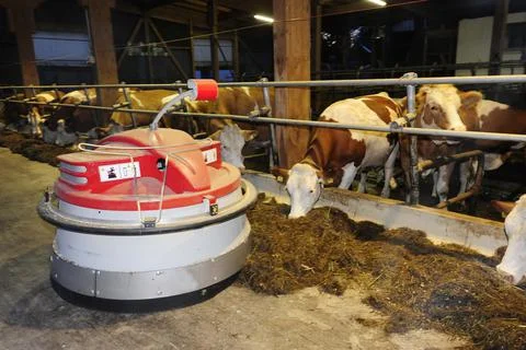 Feeding robot in a cowshed Stock Photos