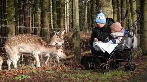 Feeding Roe deer Stock Footage 170441374