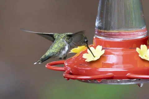 Feeding Ruby Throated Hummingbird Stock Photos