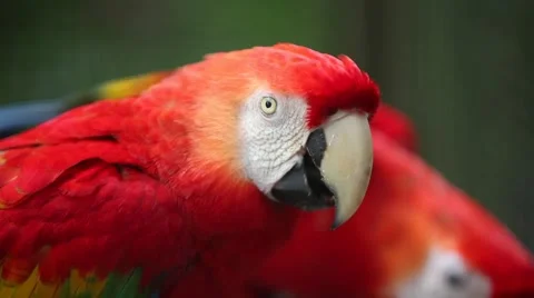 Feeding Scarlet Macaws Video stock 41331466