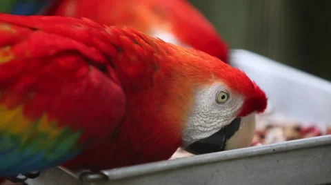 Feeding Scarlet Macaws 스톡 동영상 41335475