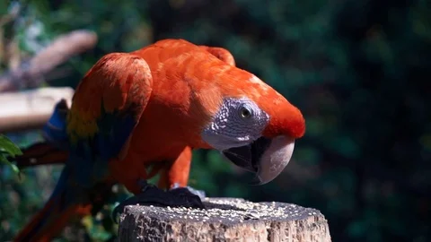 Feeding scarlet red Macaws Video stock 75656673