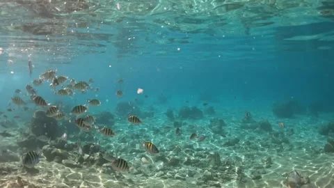 Feeding a school of tropical fish in the clear turquoise Caribbean sea, Cuba Stock Footage 337222953
