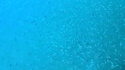 Feeding of sea fish 스톡 동영상 86208808