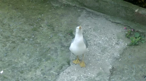 Feeding Seagull Vidéo 38706902