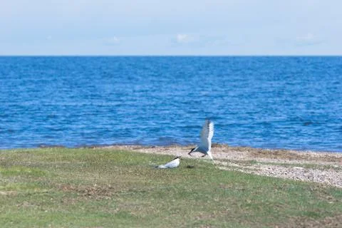 Feeding seagull Stock Photos