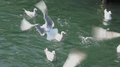 Feeding the Seagulls Stock Footage 11139520