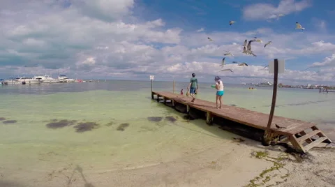 Feeding seagulls Stock Footage 45651055