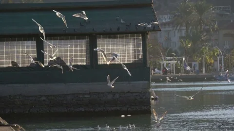 Feeding the Seagulls Stock Footage 71017215