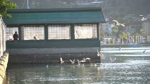 Feeding the Seagulls Video stock 71017220