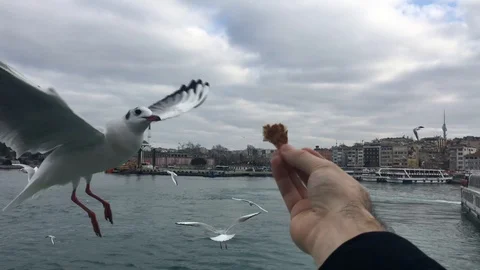 Feeding seagulls Stock Footage 116623460