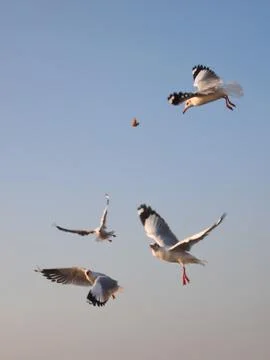 Feeding seagulls Stock Photos