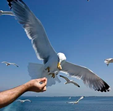 Feeding seagulls Stock Photos