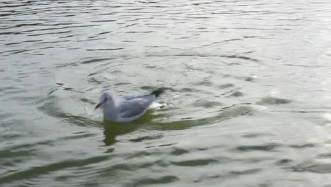 Feeding the seagulls in the pond Stock Footage 10700302