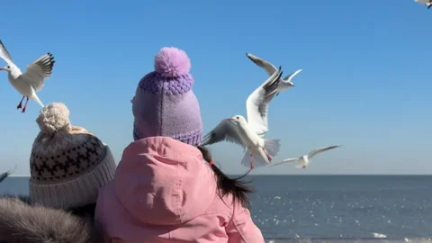 Feeding Seagulls At Seaside Stock Footage 328093515