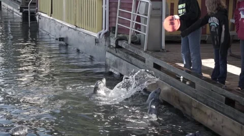 Feeding Seals Stock Footage 48330105