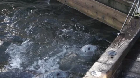 Feeding Seals Stock Footage 48330146