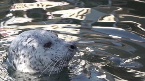 Feeding Seals Stock Footage 48330152