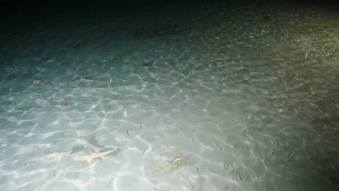 Feeding sharks, rays and fish from the shore. Maldives 库存影片 90446551