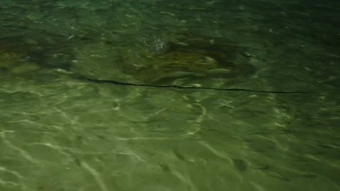 Feeding sharks, rays and fish from the shore. Maldives Stock Footage 90502543