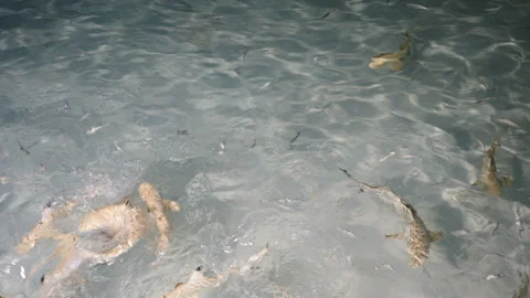 Feeding sharks, rays and fish from the shore. Maldives Видео 90505395