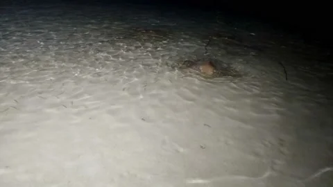 Feeding sharks, rays and fish from the shore. Stock Footage 91283434
