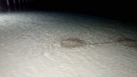 Feeding sharks, rays and fish from the shore. Stock-Footage 91283653