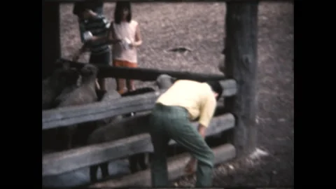 Feeding the Sheep 1973 Stock Footage 167233239