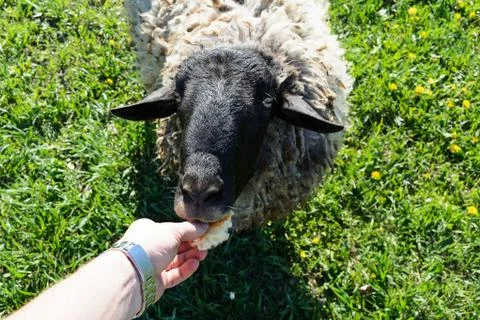 Feeding the sheep with bread from the hand Stockfoto's