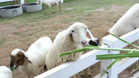 Feeding sheep in a farm Stock Footage 53834829