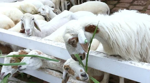 Feeding sheep in a farm Stock Footage 53834854
