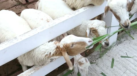 Feeding sheep in a farm Stock Footage 53835909
