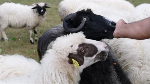 Feeding the sheep Stock Footage 116945488