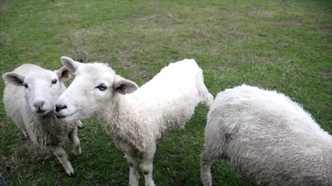 Feeding sheep Stock Footage 131329487