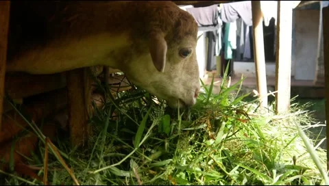 Feeding the sheep with grass in the pen. Stock Footage 310115401