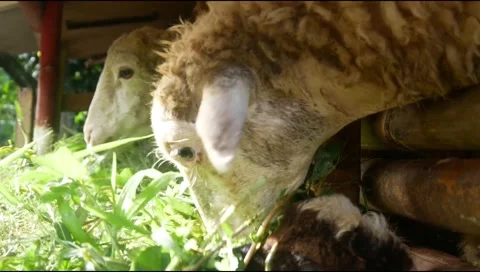 Feeding the sheep with grass in the pen. Stock Footage 310115406