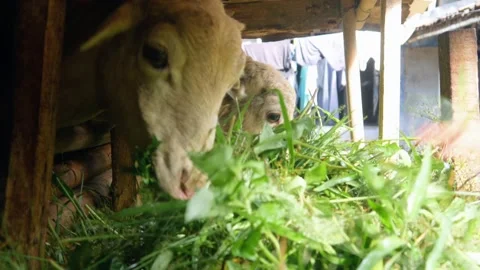 Feeding the sheep with grass in the pen. Stock Footage 310115489