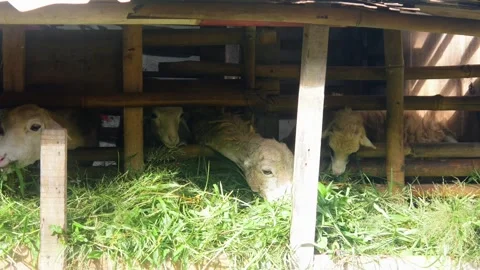 Feeding the sheep with grass in the pen. Stock Footage 310115496