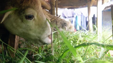 Feeding the sheep with grass in the pen. Stock Footage 310115503