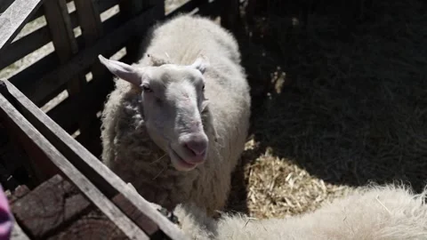 Feeding sheep by hand on farm Stock Footage 333510791