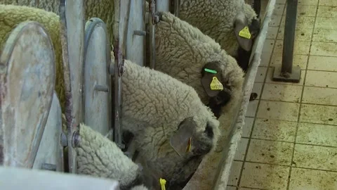 Feeding Sheep Inside Dairy Farm Milking Parlor Stock Footage 342024273