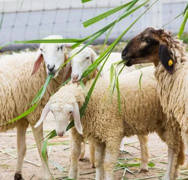 Feeding sheep Stock Photos