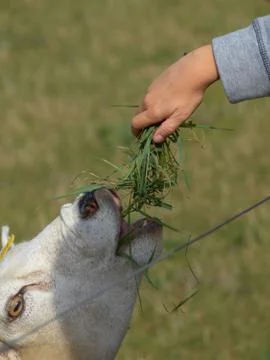 Feeding sheep Stock Photos