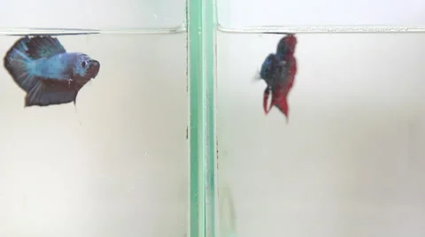 Feeding siamese betta fish Stock Footage 45435349
