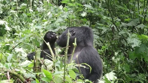 Feeding silverback gorilla,  Bwindi Impenetrable National Park, Uganda 스톡 동영상 74020017