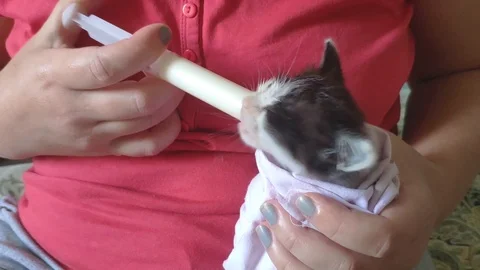 Feeding small abandoned kitten from syringe with milk Stock Footage 114737442