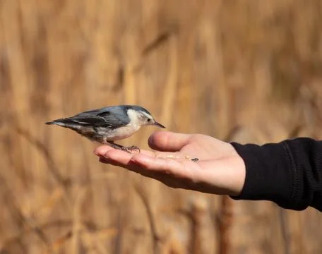 Feeding A Small Bird Stock Photos